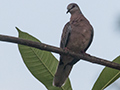 Spotted Dove, Sri Lanka