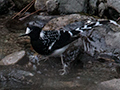 Spotted Forktail, India