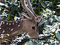 Spotted Deer (Chital or Axis Deer), India