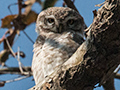 Spotted Owlet, India