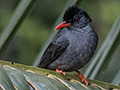 Square-tailed  Bulbul, Sri Lanka