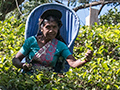 Tea Plantation, St Clair Tea Castle, Sri Lanka