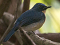 Ticlell's Blue-Flycatcher, Kitulgala, Sri Lanka