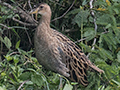 Watercock, Sri Lanka