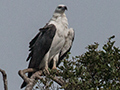 White-bellied Sea-Eagle, Sri Lanka