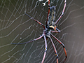 Giant Wood Spider, Sri Lanka