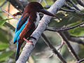 White-throated Kingfisher, Thalangama Lake and Road, Colombo, Sri Lanka