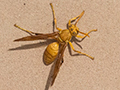 Yellow Wasp, New Delhi, India