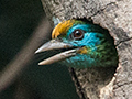 Yellow-fronted Barbet (A Sri Lankan Endemic) in Nest Hole, Kitulgala, Sri Lanka