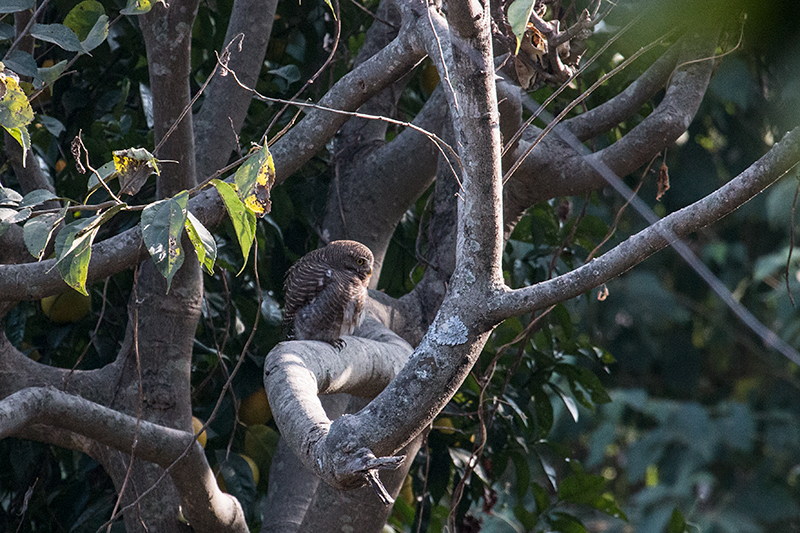 Asian Barred Owlet, Chappi River, Naintal, India