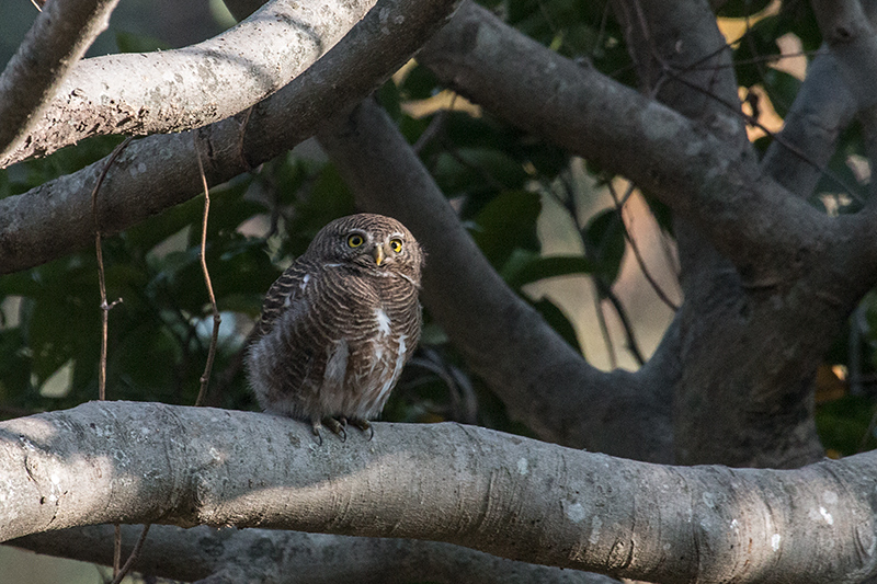 Asian Barred Owlet, Chappi River, Naintal, India