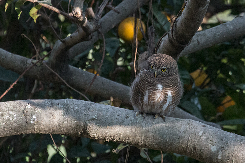 Asian Barred Owlet, Chappi River, Naintal, India