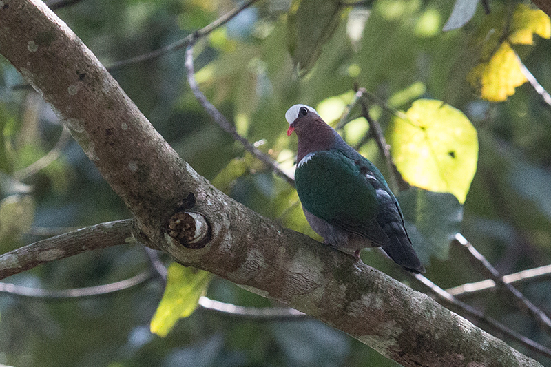 Asian Emerald Dove, en route Talangama to Martin's Simple Lodge, Sri Lanka