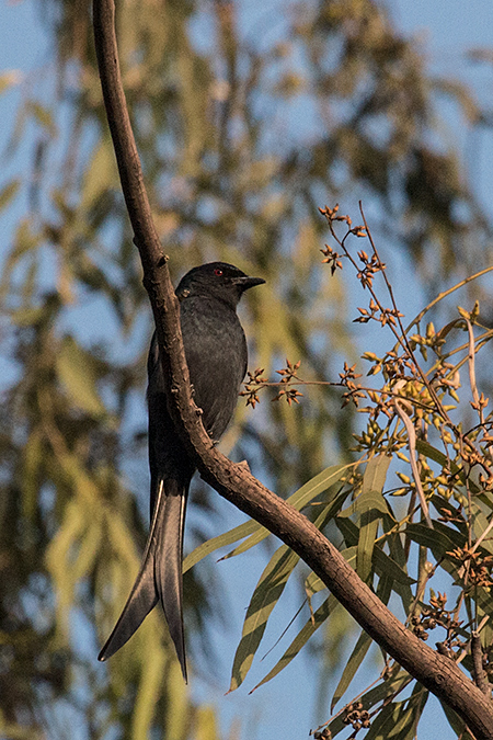 Ashy Drongo, Ashok Country Resort, New Delhi, India