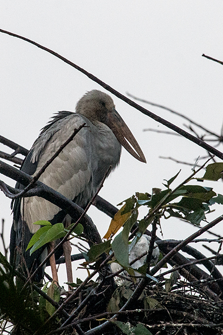 Asian Openbill, Thalangama Lake and Road, Colombo, Sri Lanka