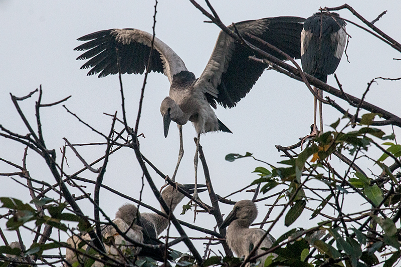 Asian Openbill With Chicks, Thalangama Lake and Road, Colombo, Sri Lanka