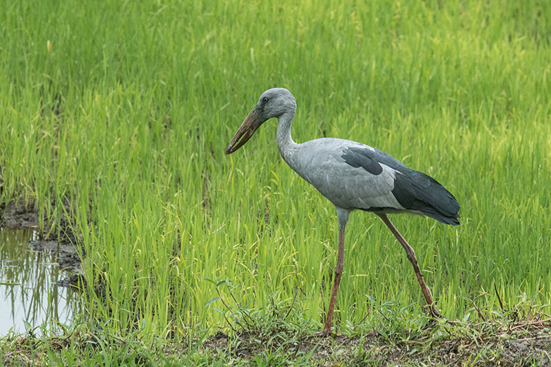 Asian Openbill, en route to Yala National Park, Sri Lanka