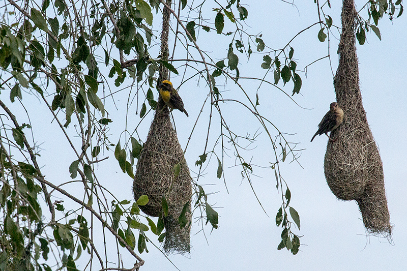 Nesting Baya Weaver, Yala National Park, Sri Lanka