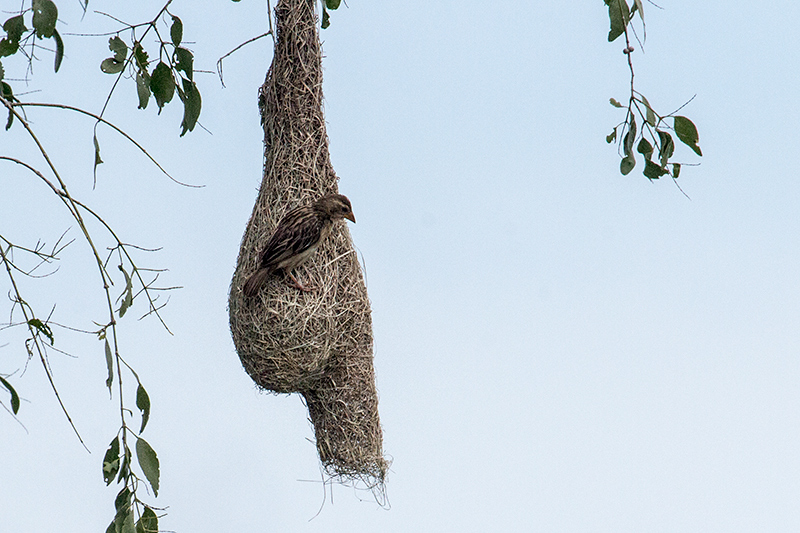 Nesting Baya Weaver, Yala National Park, Sri Lanka