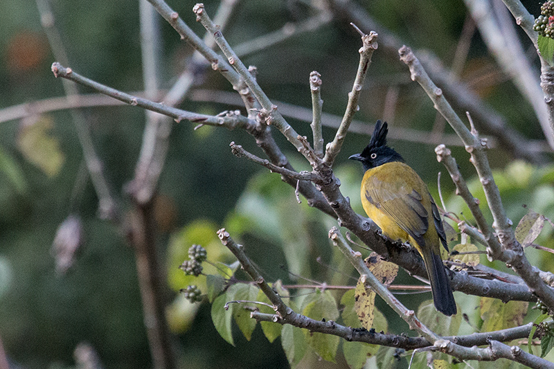 Black-crested Bulbul, Jim Corbett National Park, India