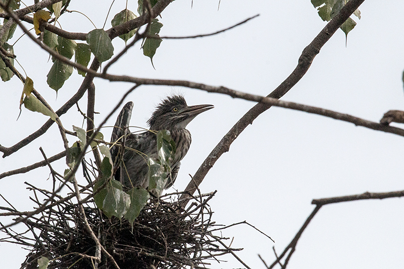 Juvenile Black-crowned Night-Heron, en Route to Yala National Park, Sri Lanka