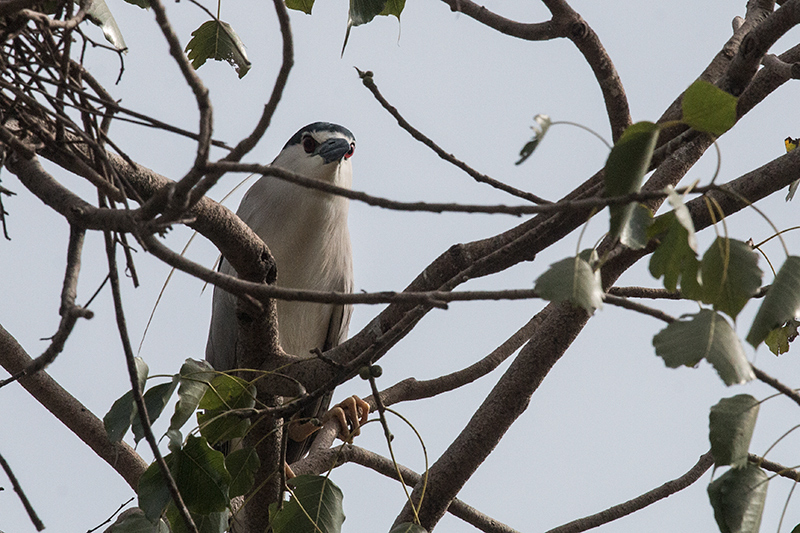 Adult Black-crowned Night-Heron, en Route to Yala National Park, Sri Lanka