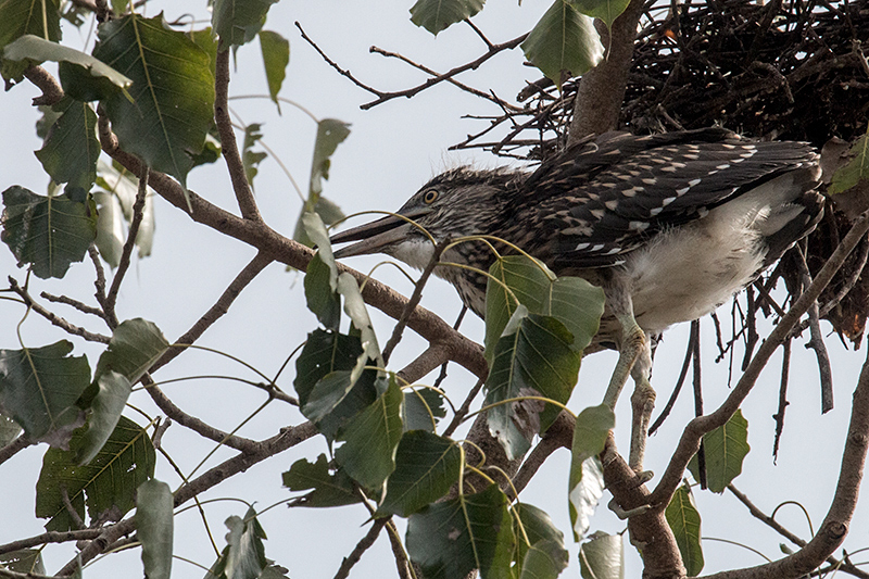 Juvenile Black-crowned Night-Heron, en Route to Yala National Park, Sri Lanka