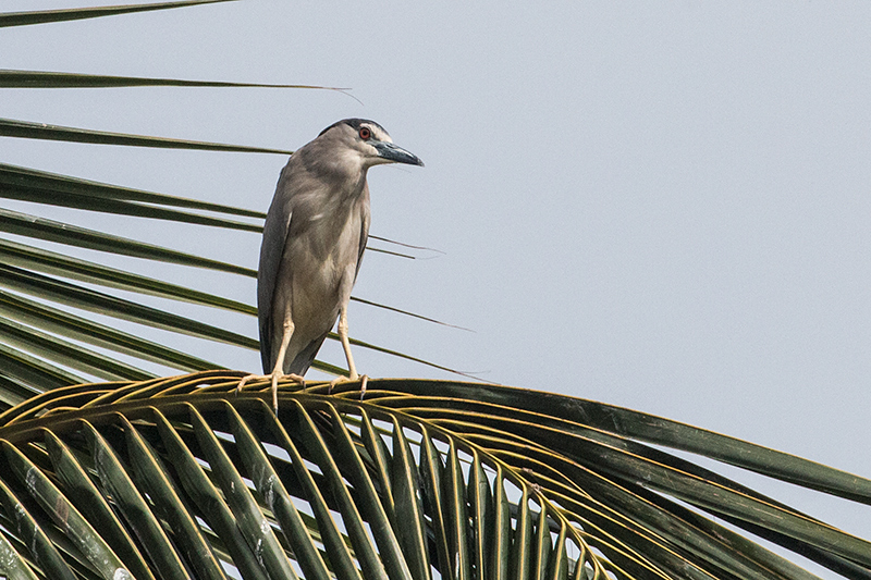 Adult Black-crowned Night-Heron, en Route to Yala National Park, Sri Lanka