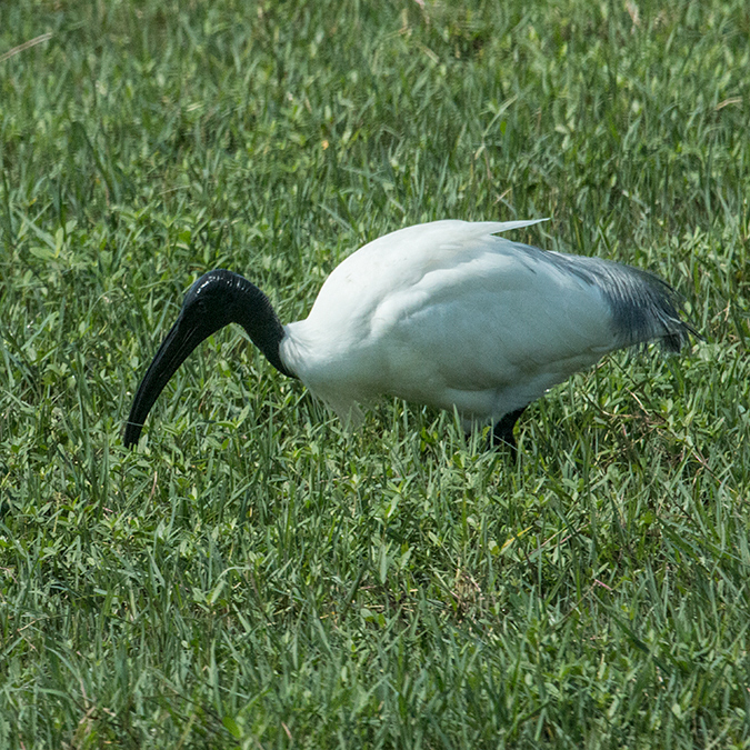 Black-headed Ibis, Yala National Park, Sri Lanka