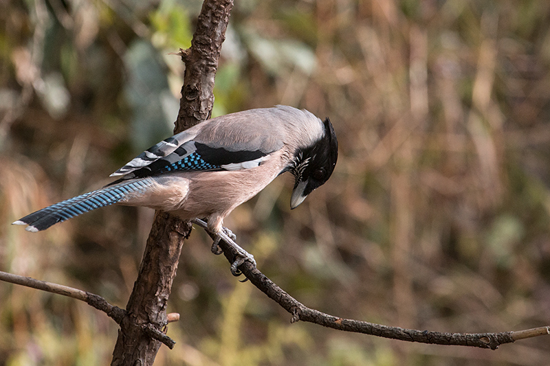 Black-headed Jay, Jungle Lore Birding Lodge, Pangot, India