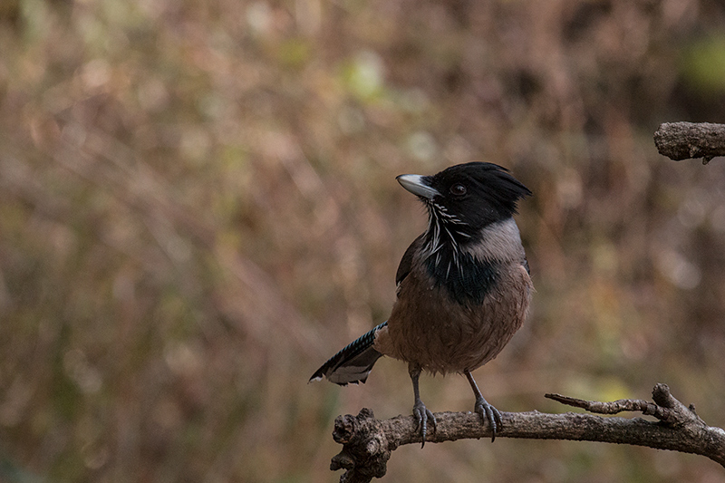 Black-headed Jay, Jungle Lore Birding Lodge, Pangot, India