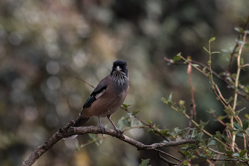 Black-headed Jay, Jungle Lore Birding Lodge, Pangot, India