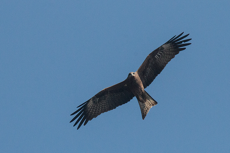 Black Kite, Ashok Country Resort, New Delhi, India