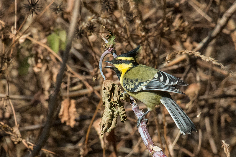 Black-lored Tit, Gardur Lake, India