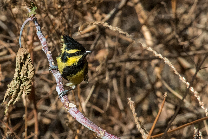 Black-lored Tit, Gardur Lake, India