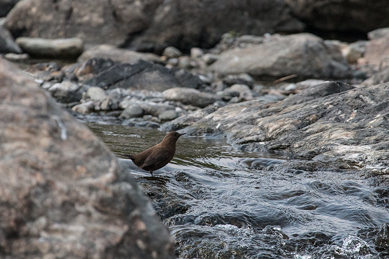 Brown Dipper, Chappi River, India