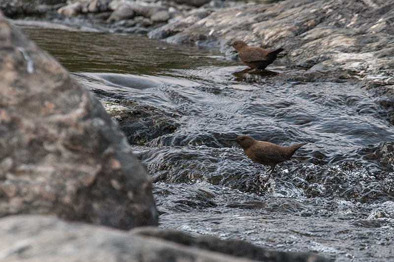 Brown Dipper, Chappi River, India