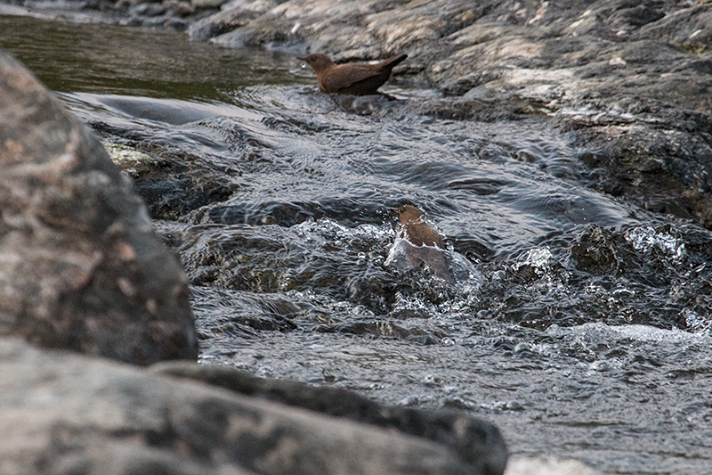 Brown Dipper, Chappi River, India