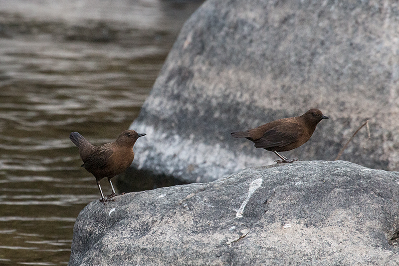 Brown Dipper, Chappi River, India