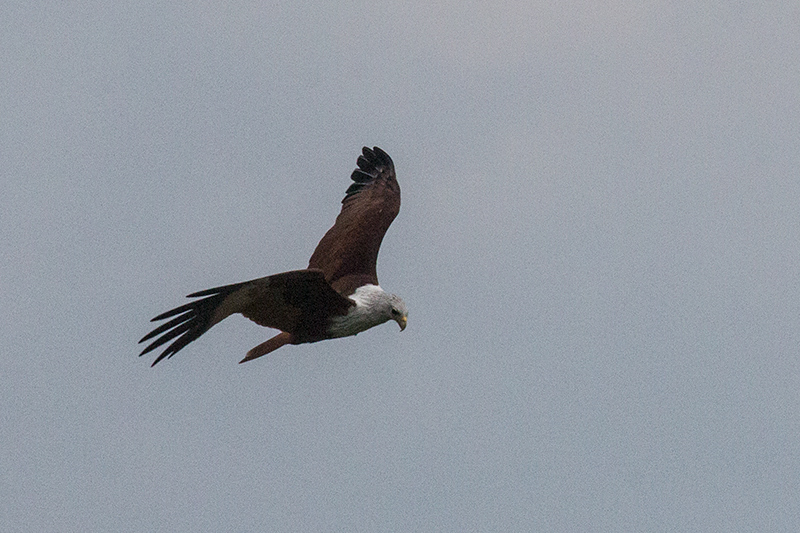 Brahmini Kite, Yala National Park, Sri Lanka