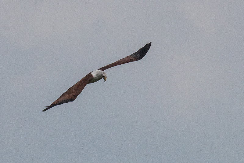 Brahmini Kite, Yala National Park, Sri Lanka