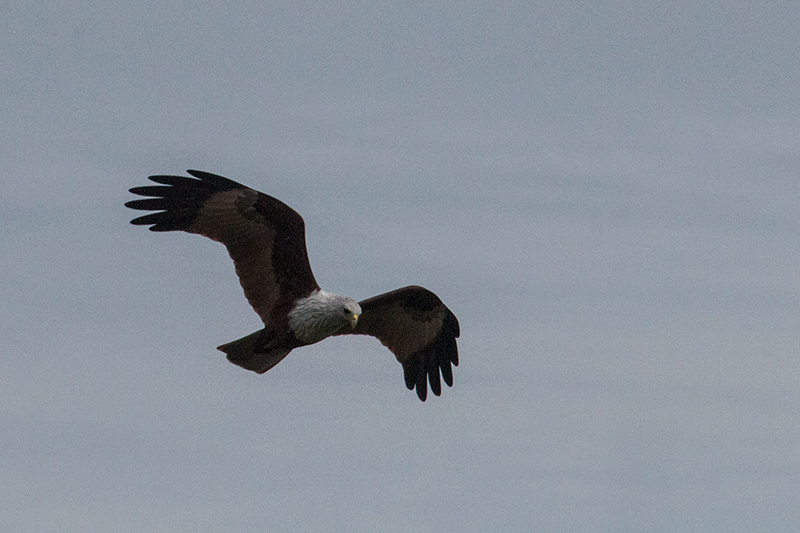 Brahmini Kite, Yala National Park, Sri Lanka