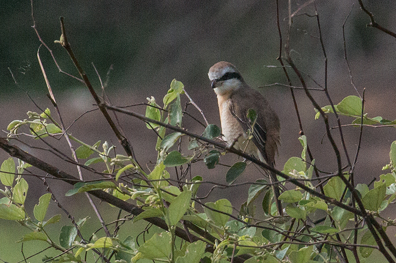 Brown Shrike, Yala National Park, Sri Lanka