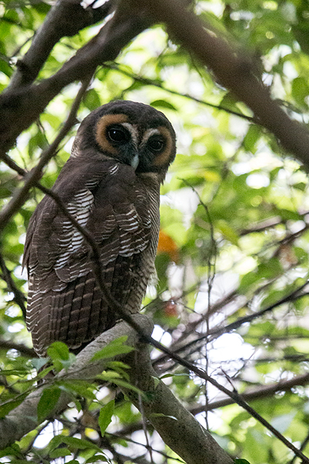 Brown Wood-Owl, Surrey Bird Sanctuary, Sri Lanka