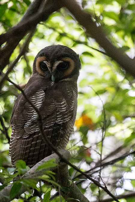 Brown Wood-Owl, Surrey Bird Sanctuary, Sri Lanka