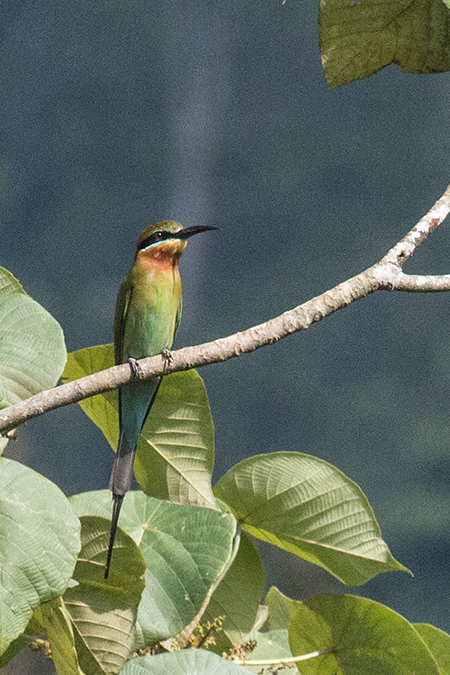 Blue-tailed Bee-eater, en route Talangama to Martin's Simple Lodge, Sri Lanka