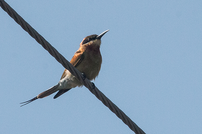 Blue-tailed Bee-eater, Yala National Park, Sri Lanka