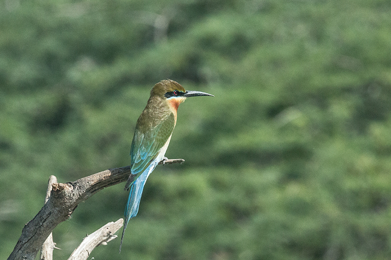 Blue-tailed Bee-eater, Yala National Park, Sri Lanka