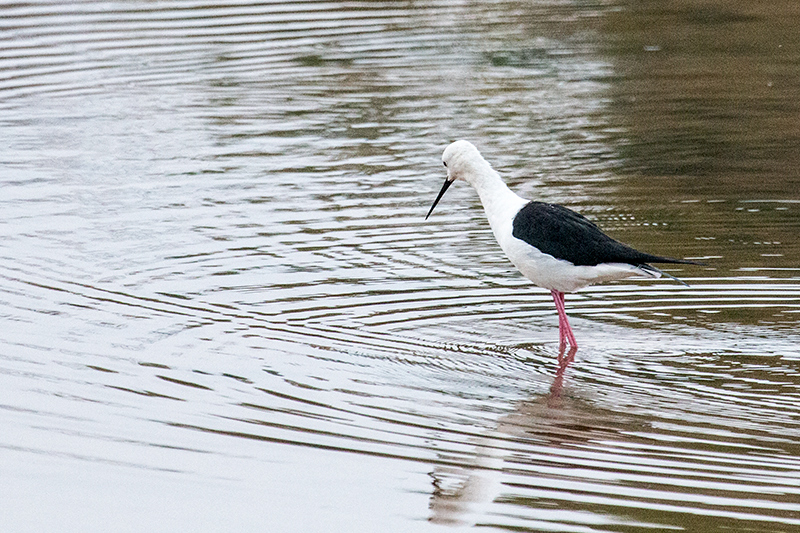 Black-winged Stilt, Yala National Park, Sri Lanka