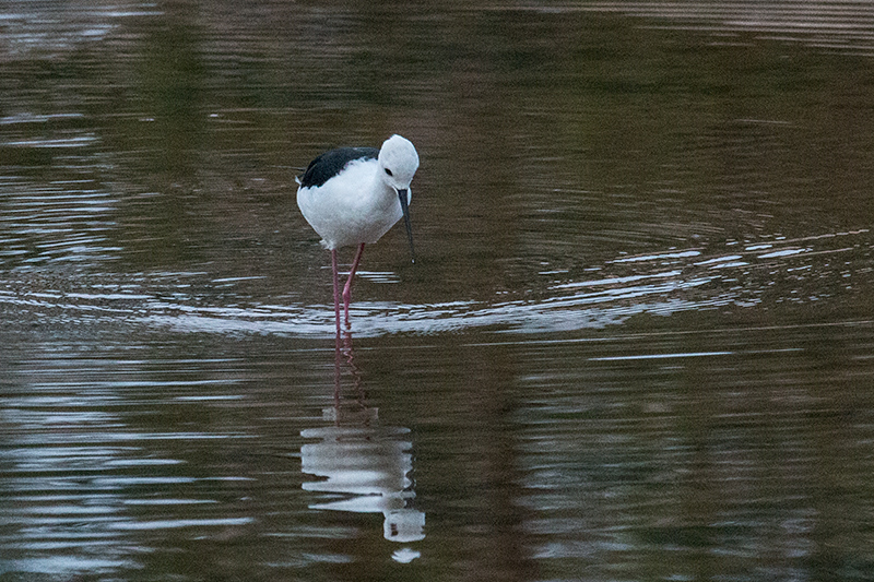 Black-winged Stilt, Yala National Park, Sri Lanka